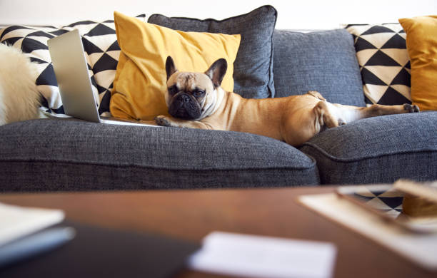 bulldog francês assistindo trabalho feminino no laptop. - relaxation working humor sofa - fotografias e filmes do acervo