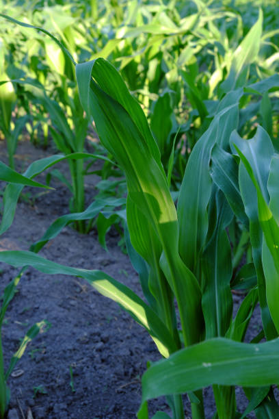 istock Young stalks of corn grow on the field. 1222731524