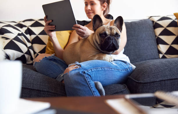 French Bulldog watching female work on laptop.