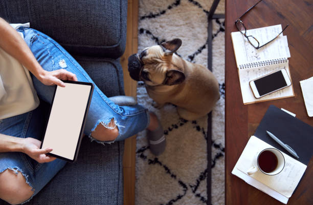French Bulldog watching female work on laptop.