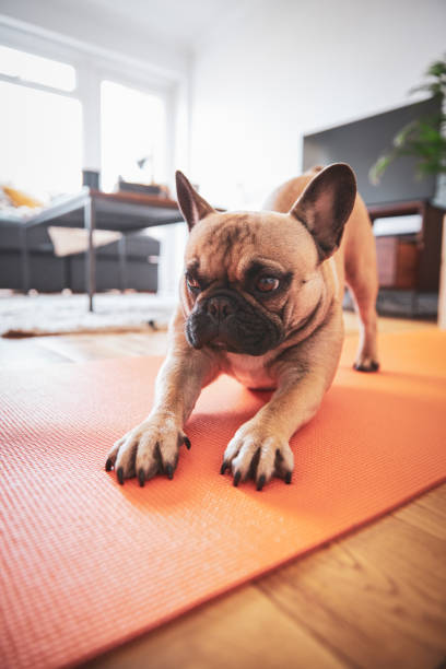istock French Bulldog Stretching on yoga mat. 1222732093