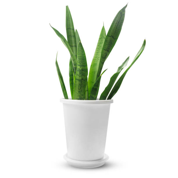 istock Sansevieria plant in white pastic pot isolated on white background with clipping path.square image 1222732799