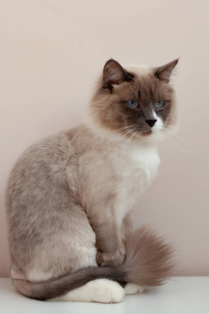 istock Siberian cats, white neva masquerade. Trimmed cat on a light background 1222733983