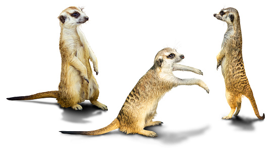 Meerkats animal pictures are isolated on a white background  have shadows,Object have clipping path.