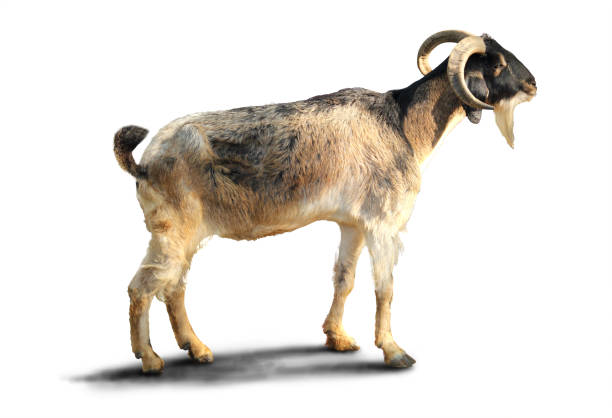 istock The goat was standing alone on white blackground.Object have clipping path. 1222734162
