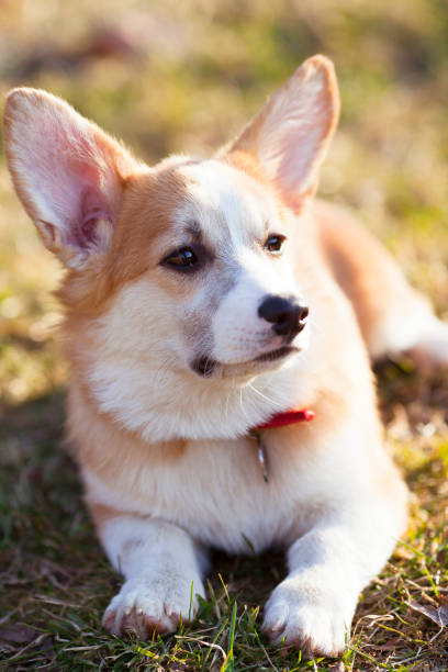 istock Corgi dog portrait. 1222734561