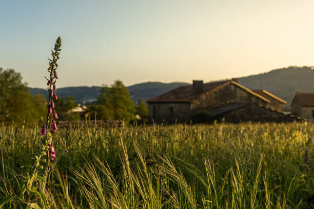 sunset in the countryside - landscape rural scene non urban scene farm imagens e fotografias de stock