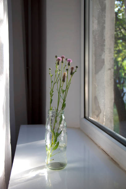 decoration, vase, flower, window sill