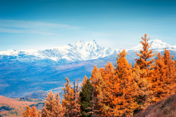 Snow-covered mountain peaks and yellow trees. Autumn landscape in Altai, Siberia, Russia