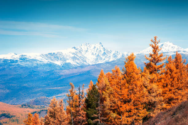 Snow-covered mountain peaks and yellow autumn trees. Snow-covered mountain peaks and yellow trees. Autumn landscape in Altai, Siberia, Russia altai mountains photos stock pictures, royalty-free photos & images