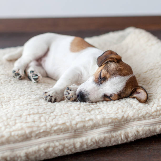 istock Sleeping puppy on dog bed 1222742325
