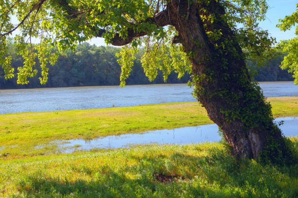 istock in the shade of a green tree 1222742375