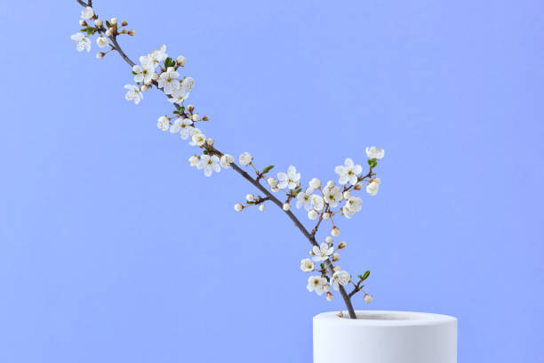 istock Spring festive card with cherry blooming twig in a ceramic vase. 1222743857