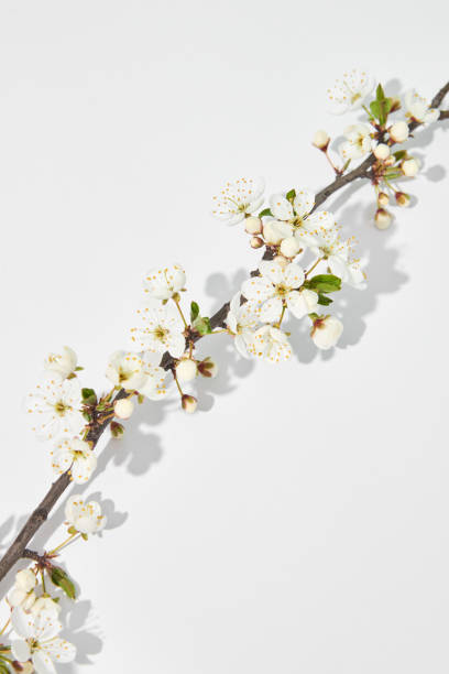 istock Diagonal greeting card from blooming cherry twig with shadows. 1222743877