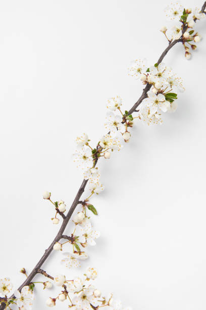 istock Diagonal festive composition from blooming cherry twig on a white background. 1222743884