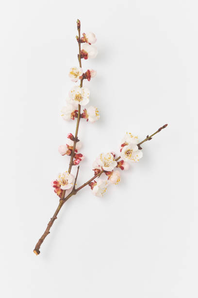 istock Greeting card from fresh branch of apricot tree on a white background. 1222743899