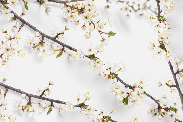 istock Greeting frame from fresh natural twigs of blooming cherry on a white. 1222743900