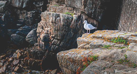 seagull on a rock in a small port on the island of Yeu, France