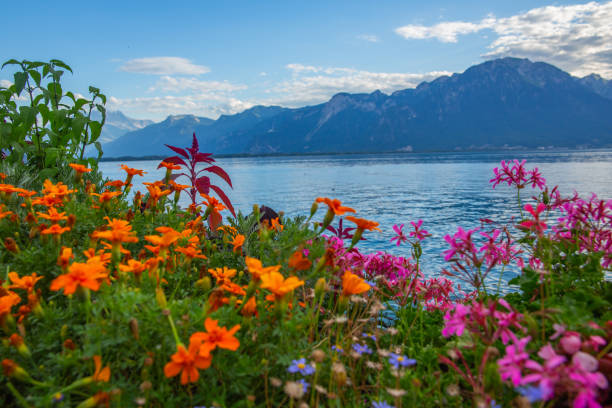 istock Colorful flower by Lake Geneva, distant mountains panorama 1222745222