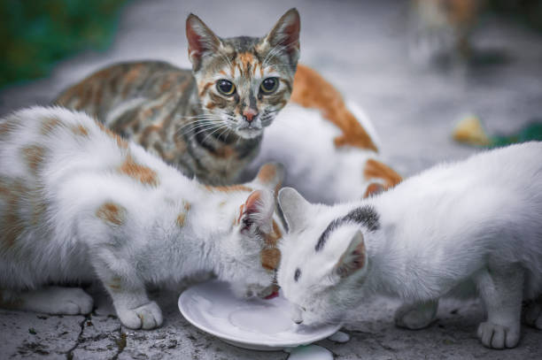 istock Four beautiful street cats drinking milk from bowl 1222745235
