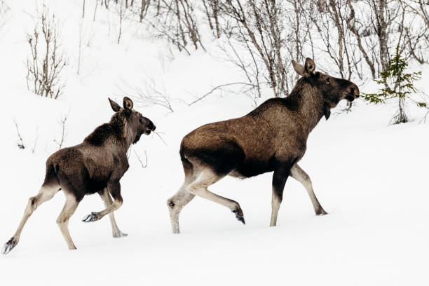 istock Moose in snowy forest in Lofoten Islands, Norway 1222745379