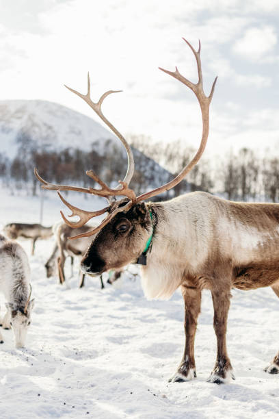 istock Reindeer in Lapland in winter 1222745381