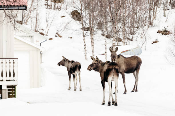 istock Moose in snowy forest in Lofoten Islands, Norway 1222745522