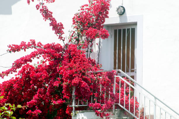 Decorative wooden veranda with a large window and stone stairs, surrounded by pink flowering shrubs in an urban setting.
