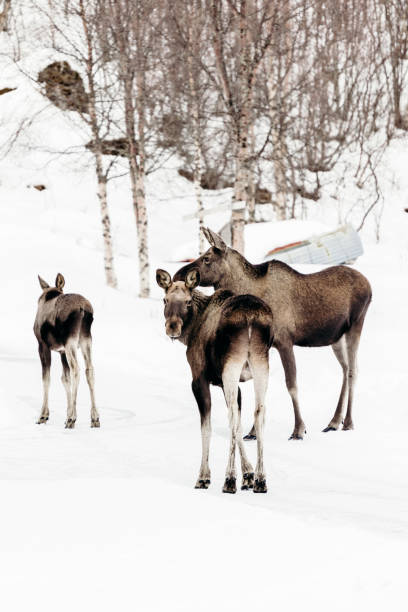 istock Moose in snowy forest in Lofoten Islands, Norway 1222746220