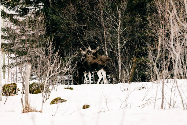 istock Moose in snowy forest in Lofoten Islands, Norway 1222746430