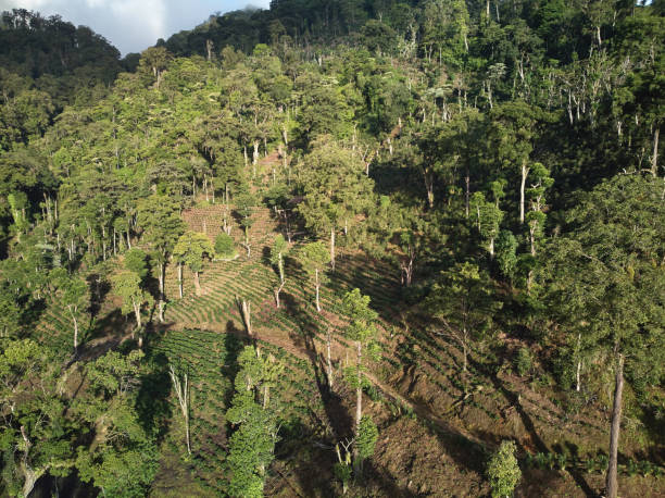 istock Rows of green coffee trees 1222747459