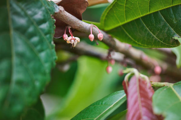 Growth of new flowers on cacao tree