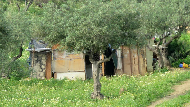 istock Makeshift animal sheler in olive grove 1222747789
