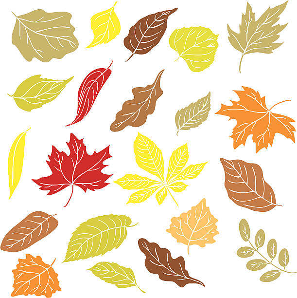 Fall leaves Set of leaves. Vector without gradient. Isolated on white. silhouette of a sycamore tree stock illustrations