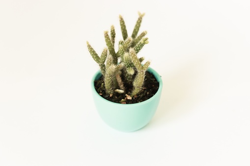 Cactus Opuntia, Bunny ears cactus in pot with space for text. beautiful houseplant