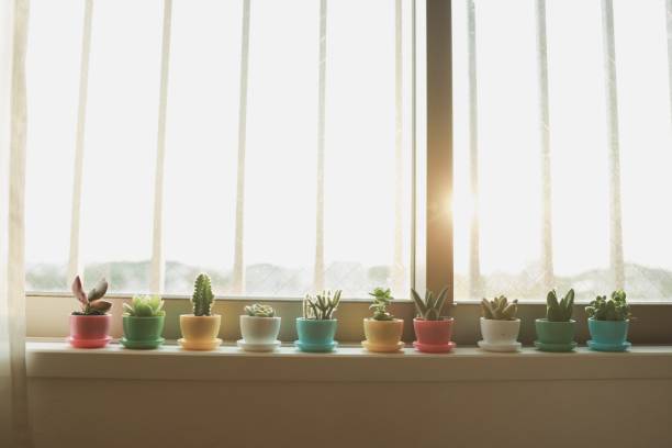 istock Various of Succulents and house plants 1222750004