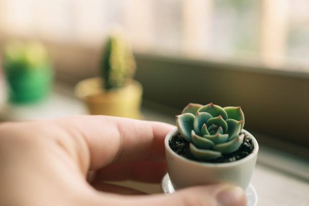 istock Various of Succulents and house plants 1222750008