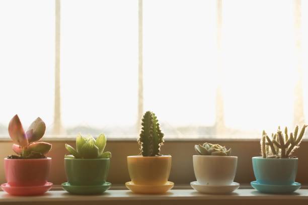 istock Various of Succulents and house plants 1222750011