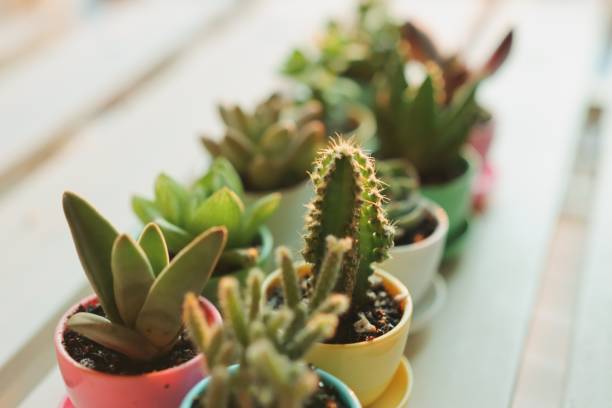 Various of Succulents in the room