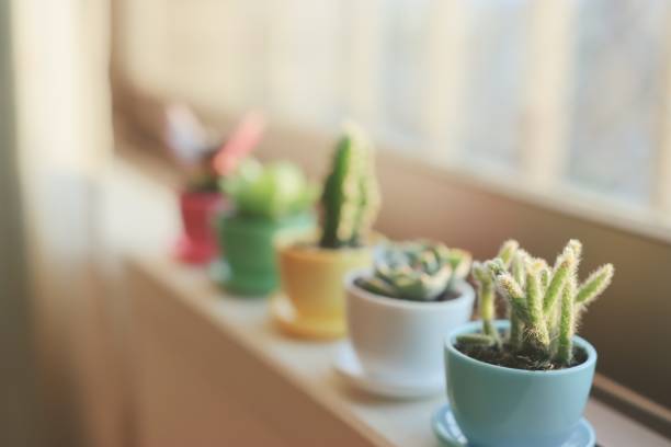 istock Various of Succulents and house plants 1222750036