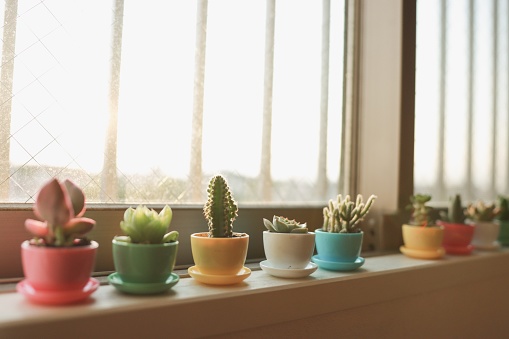 Various of Succulents in the room