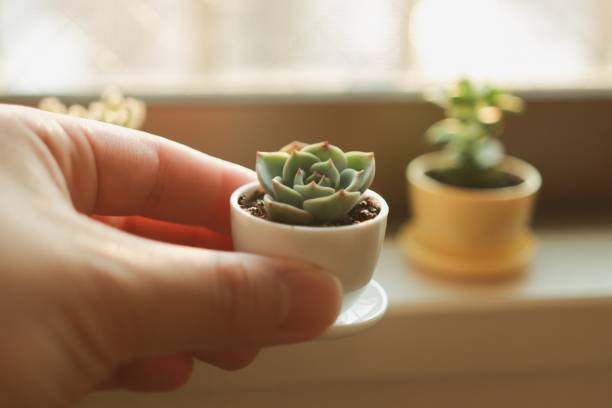 Various of Succulents and house plants