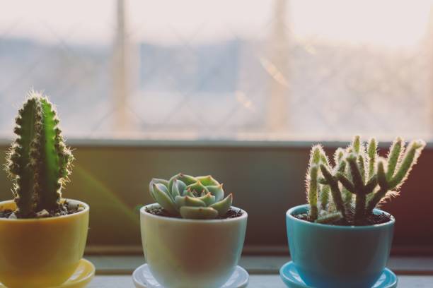 istock Various of Succulents and house plants 1222750060