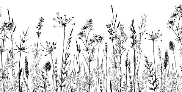 ilustraciones, imágenes clip art, dibujos animados e iconos de stock de fondo horizontal sin costuras con plantas silvestres, hierbas y flores. - hierba familia de la hierba