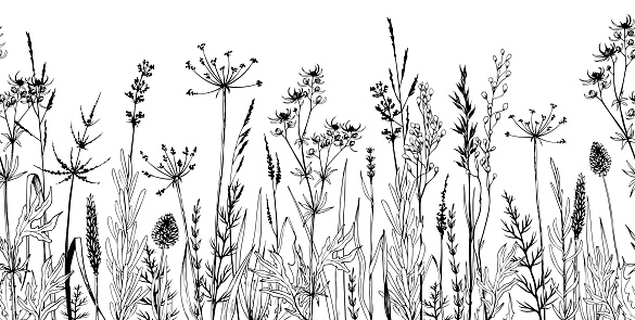 Seamless horizontally background with wild plants, herbs and flowers. Hand drawn botanical illustration isolated on white.