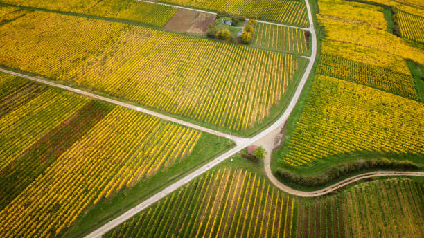 istock Autumnal vineyard, aerial view 1222751242