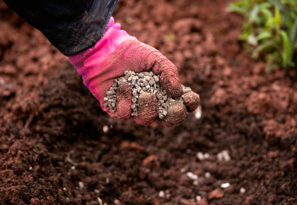 jardinero añadiendo pellets de estiércol de pollo al suelo de tierra para la siembra en el jardín - humus soil fotografías e imágenes de stock