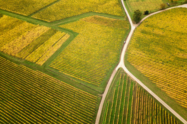 istock Autumnal vineyard, aerial view 1222751588