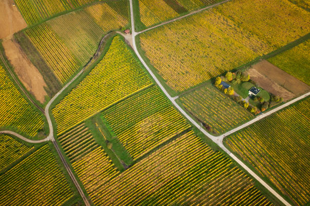 istock Autumnal vineyard, aerial view 1222751710