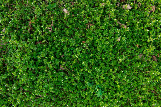 istock rustic green grass foliage ground leaves park background plant texture simple nature photography 1222751940